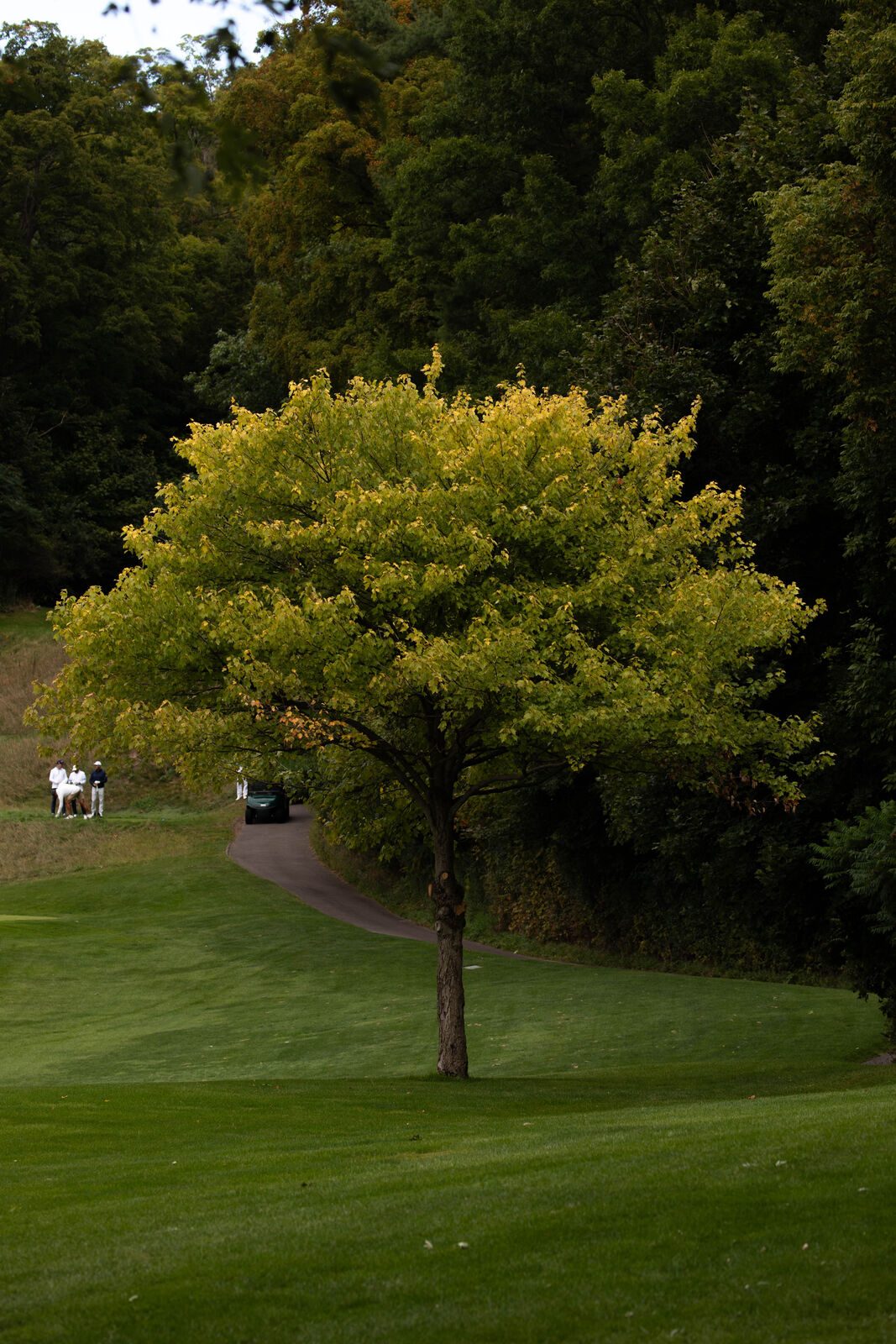 Golf course landscape by Julian Cordiano