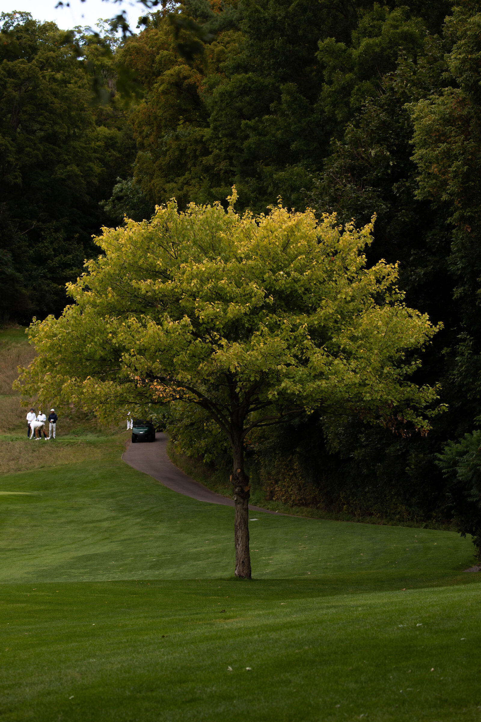 Golf photography by Julian Cordiano
